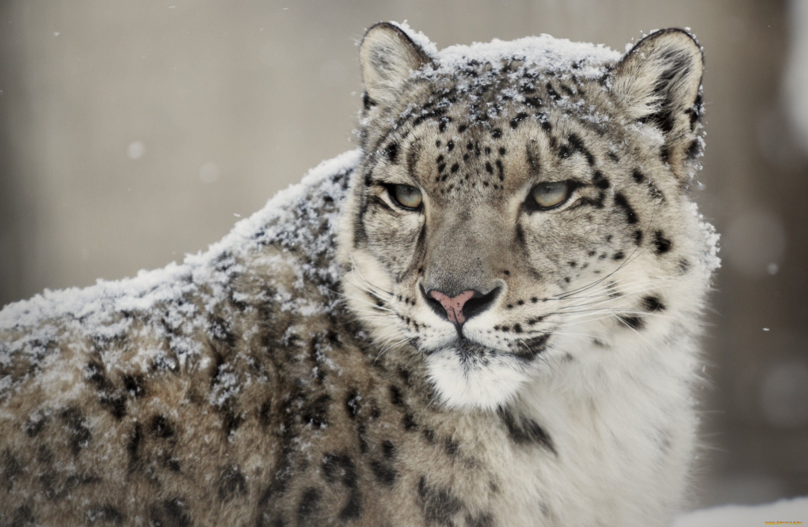 Snow leopard. Снежный Барс Ирбис. Снежный Барс uncia uncia. Ирбис (снежный Барс) uncia uncia. Леопард Ирбис.